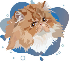 Persian cat portrait, vector illustration. Color background