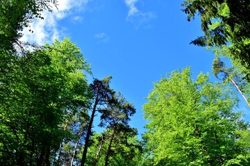 Frühlingshaftes Grün in den Baumkronen mit Blick auf den blauen Himmel