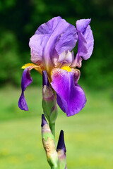 Violette Iris (Nahaufnahme)