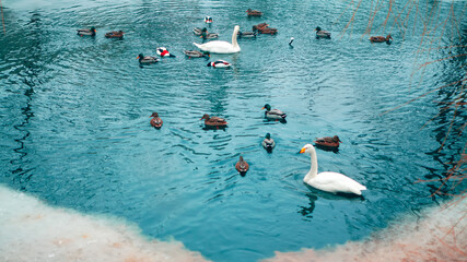 Swans and ducks in the winter . Melting ice of frozen lake