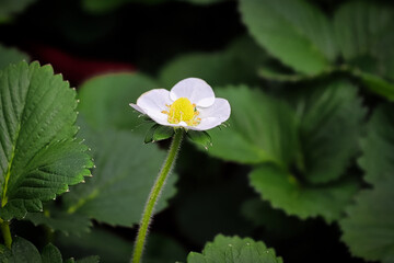 Closeup of strawberry blossoms against a dark leaf background