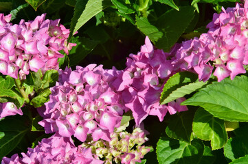 Hortensie mit pinken Blüten