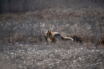Red Fox