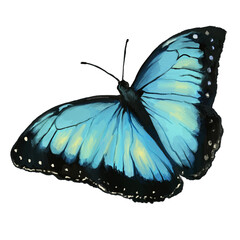 blue butterfly with yellow