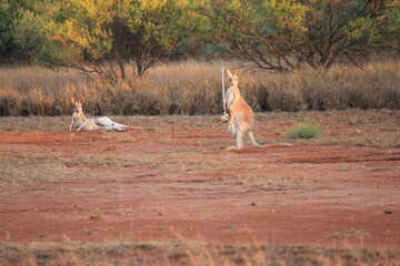 Red Kangaroo in a dry Western Australia landscape at sunset