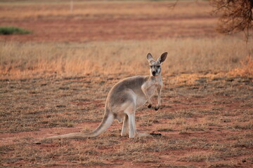 Red Kangaroo in a dry Western Australia landscape at sunset