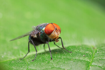 Flies on plants in the nature, North China Plain