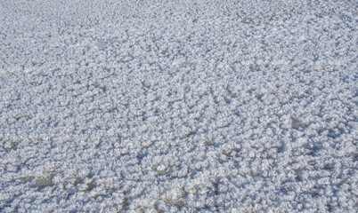 Snow crystals on the ice of a frozen river