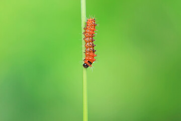 The larvae of the green tailed silkworm moth are on the green leaves