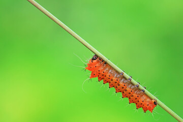 The larvae of the green tailed silkworm moth are on the green leaves