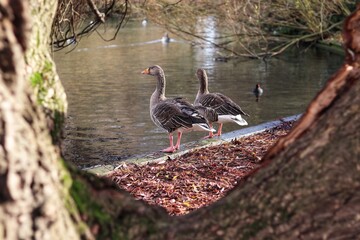 red stork