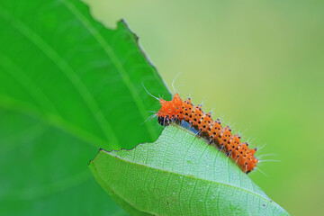 The larvae of the green tailed silkworm moth are on the green leaves