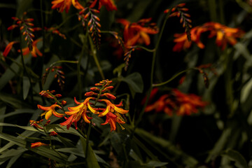 red and yellow flower