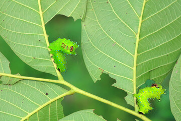 The larvae of the green tailed silkworm moth are on the green leaves