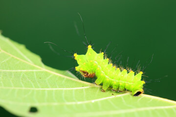 The larvae of the green tailed silkworm moth are on the green leaves