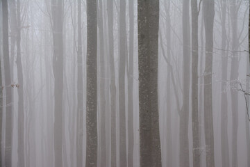 the silhouette of tree trunks in the forest seen through the fog