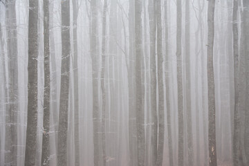 the trunks of trees in the forest with fog