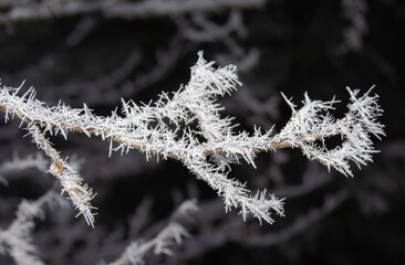 branches with frost on a dark background