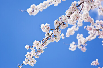 早咲きの満開になった暖流桜	