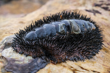 Chiton, Acanthopleura spinosa on rock at low tide