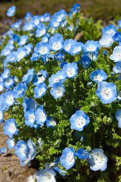 157 Best ネモフィラの花 Images Stock Photos Vectors Adobe Stock 157 Best ネモフィラの花 Images Stock Photos Vectors Adobe Stock