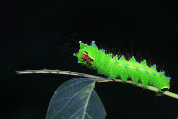 The larvae of the green tailed silkworm moth are on the green leaves