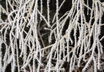 branches with frost on a dark background