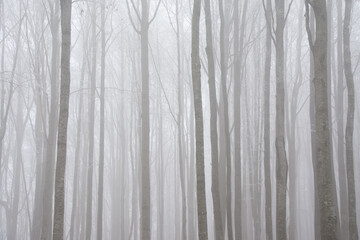 the silhouette of tree trunks in the forest seen through the fog
