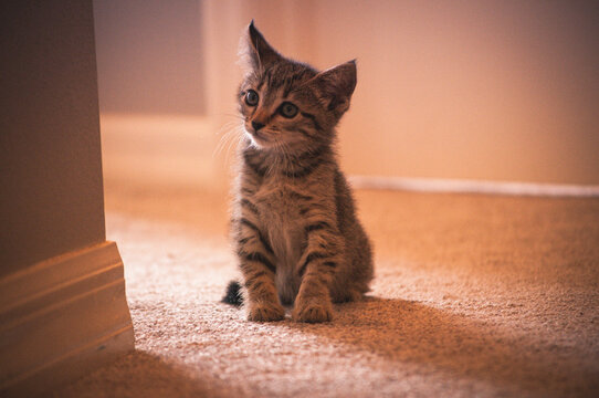 kitten in hll