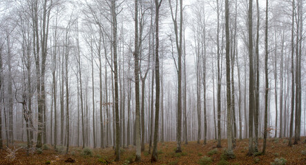 landscape in a leafless forest with fog