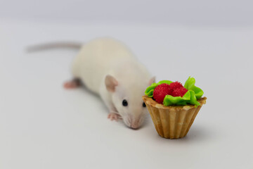 White rat eats a sweet and delicious cake or muffin. Birthday cake.