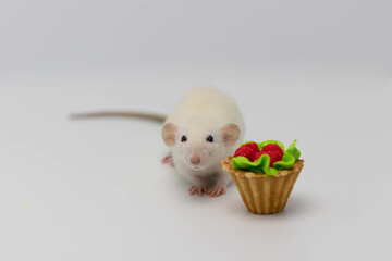 White rat eats a sweet and delicious cake or muffin. Birthday cake.