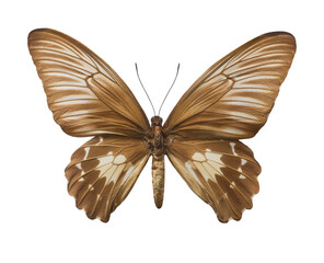 Whole big brown butterfly isolated on a white background. Exotic butterfly from Indonesia. Troides oblongomaculatus.