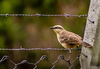robin on a fence