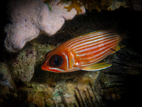 Fish Hidden Inside The Burrow