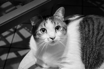 cat in black and white 