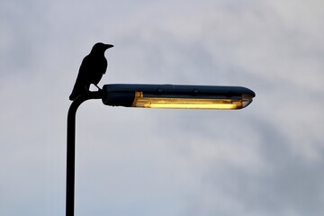 Crow Perched on a Streetlight