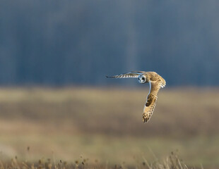 Short-eared Owl Flying Over Field in Fall