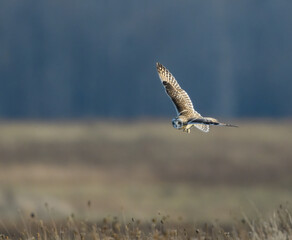 Short-eared Owl Flying Over Field in Fall