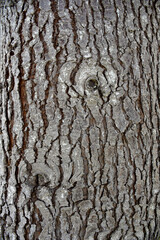 
Background of tree texture