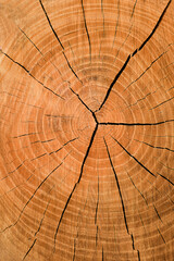 Brown wood texture of tree stamp