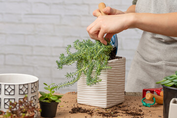 Woman gardeners pouring some earth into pot with indoor flower on rustic wooden table on white background. Concept of plants care and home garden. Gardening book illustration.