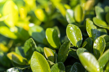Close Up green leaf under sunlight in the garden. Natural background with copy space.