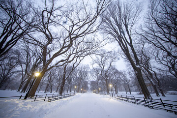 Trees and the Mall are covered in snow in Central Park