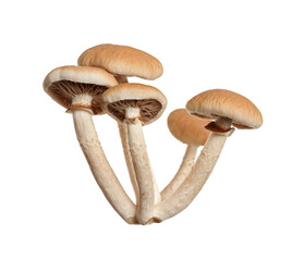 Fresh wild pioppini mushrooms isolated on white