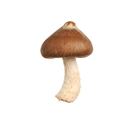 Fototapeta premium Fresh wild shiitake mushroom isolated on white