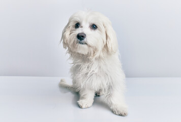 Obraz premium Adorable dog over isolated white background.