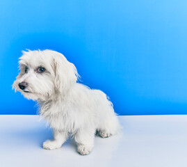 Adorable dog over isolated blue background.