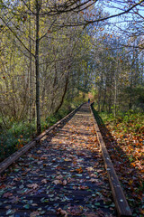 Obraz premium Riparian Forest Overlook trail boardwalk, leaves of fall, Nisqually National Wildlife Refuge, Washington State 