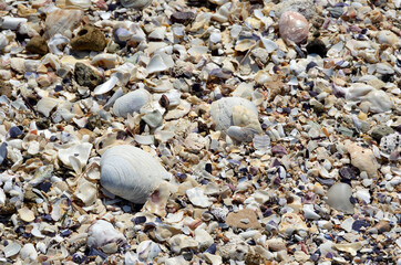 貝殻の浜辺　貝殻の海辺　漂着物